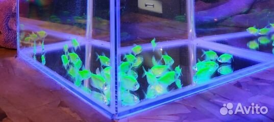 Glofish Глофиш тернеция данио барбус лабео