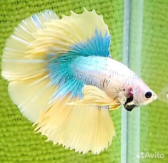 Рыбка петушок