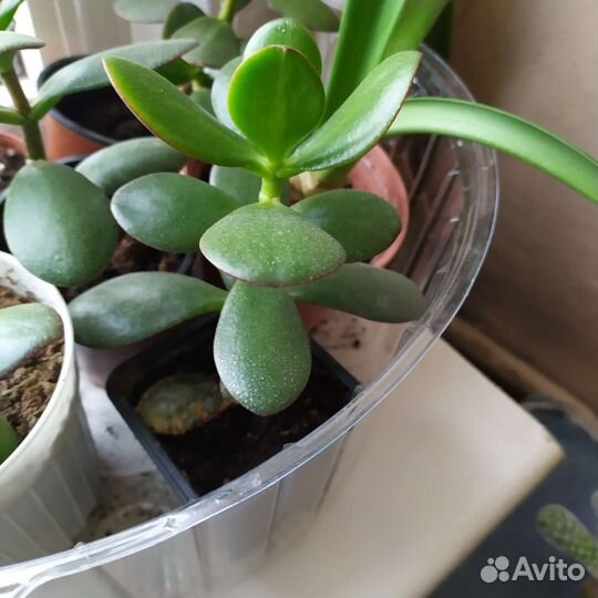 Комнатные растения