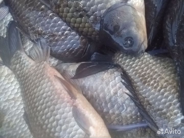 Свежая рыба