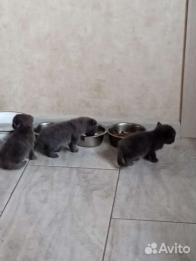 Продам банду,по три рубля штучка