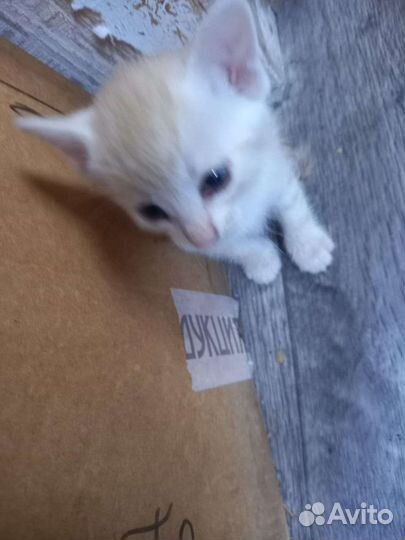 Кошки в добрые руки бесплатно