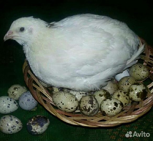 Перепела, самцы, несушки