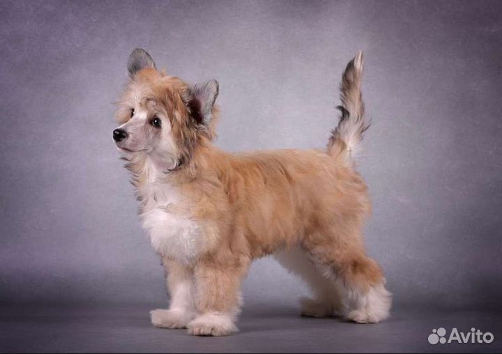 Китайская хохлатая