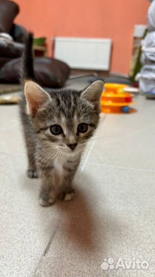 Котята (мальчик и девочка)