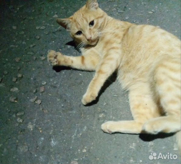 Кот в добрые руки