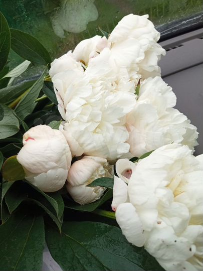 Дача 25 м² на участке 3 сот.