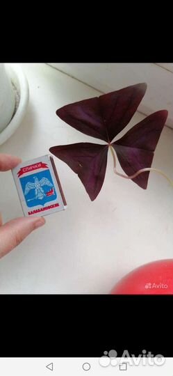 Кислица оксалис