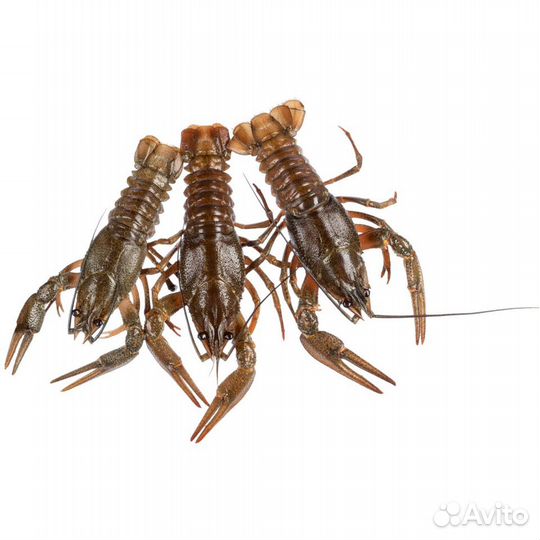 Раки Солнечный