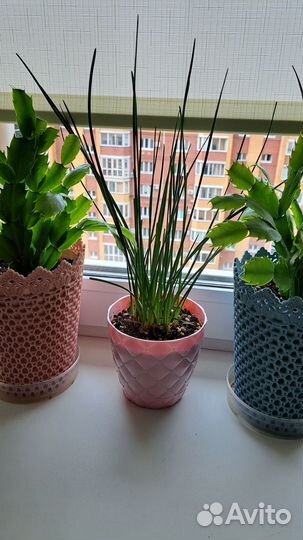 Зефирантес (выскочка)