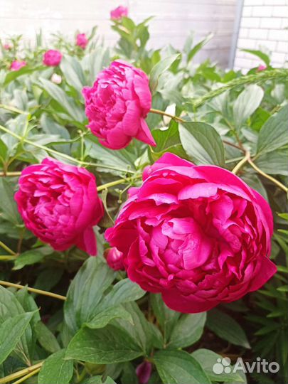 Саженцы пионов