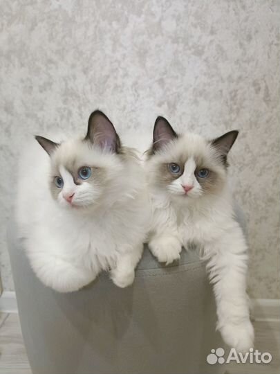 Котята породы Рэгдолл