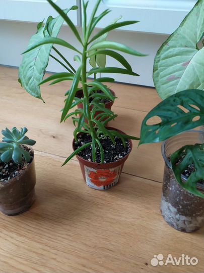 Комнатные цветы