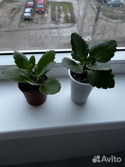 Каланхоэ розовая