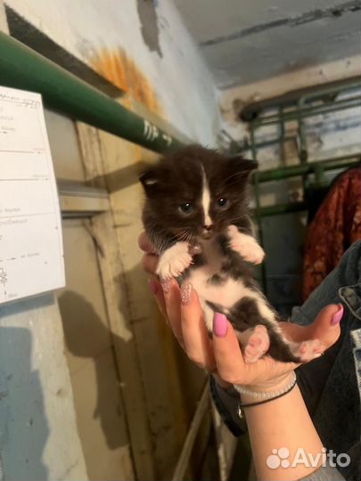 Котята в самые добрые руки
