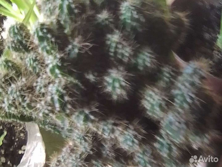 Сортовые кактусы