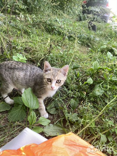 Котята погибают в гараже