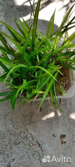 Хлорофитум черенки. бесплатно