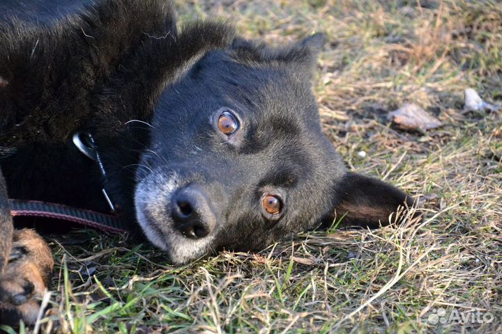 Феликс ищет дом