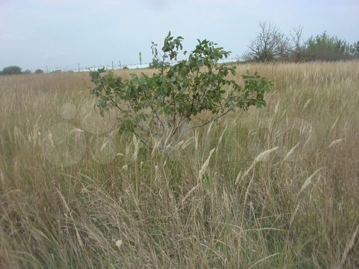 Участок 10 сот. (СНТ, ДНП)