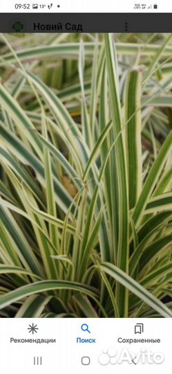 Папиромия,осока