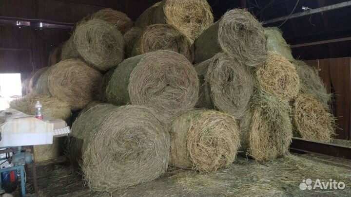 Продам сено в рулонах ржанец, разнотравье