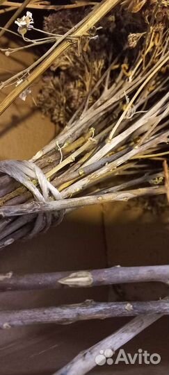 Шалфей. Сухоцвет