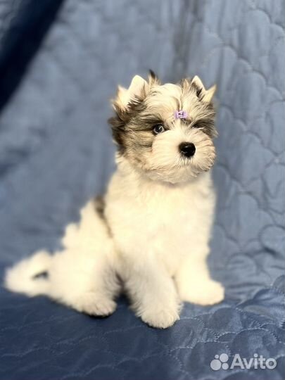 Мраморный голубоглазый щенок