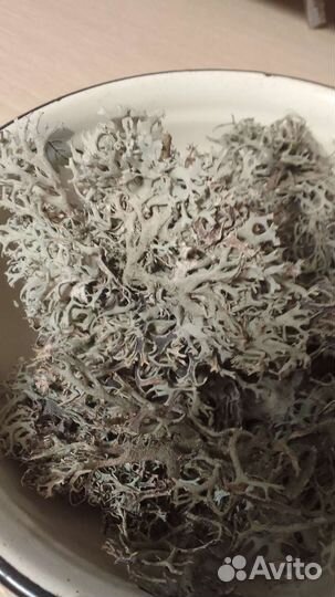 Пармелия блуждающая (лишайник) Крым