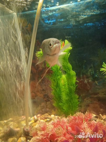 Аквариум с рыбками