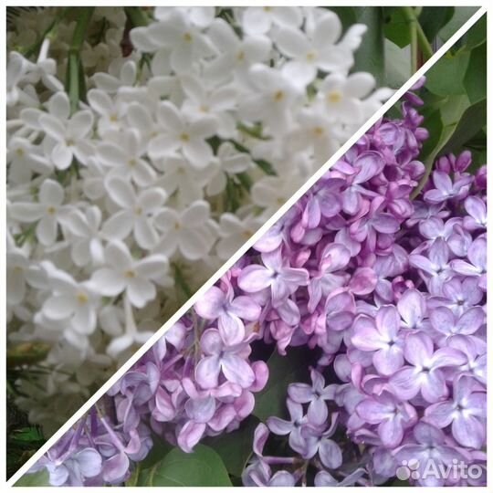 Сирень / саженцы