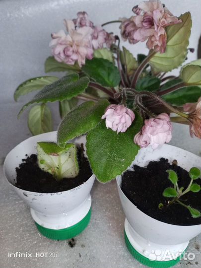 Листик с деткой фиалки сорта 