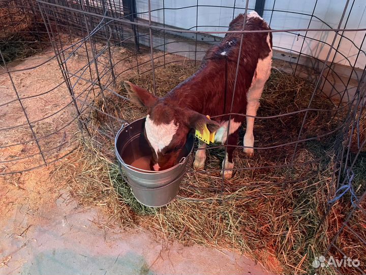 Нетели, бычки, телки