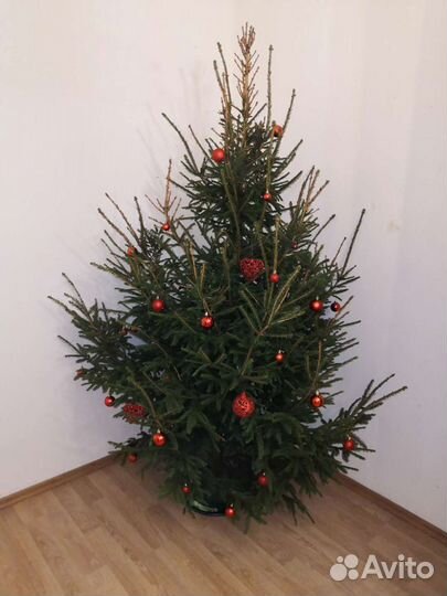 Лапник еловый, ветки,елки, лапки еловые