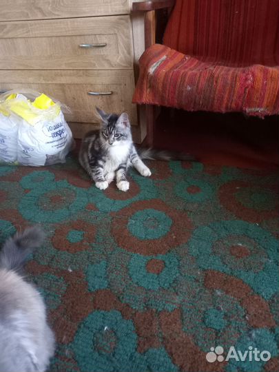 Котята мейн-кун