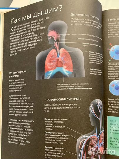 Энциклопедия человек детская литература