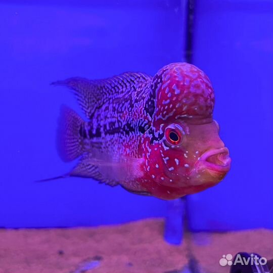 Фловер хорн (Flowerhorn) - роскошная цихлазома