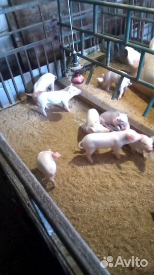 Поросята