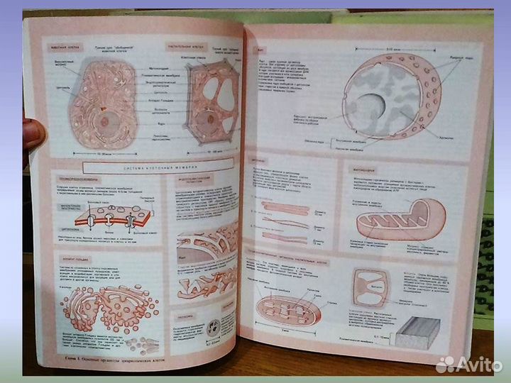 Молекулярная биология клетки в 5ти томах Албертс