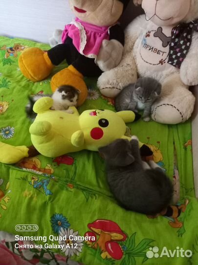Котятки в добрые ручки,отдам