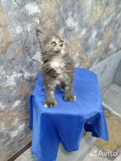Котята мейн-кун