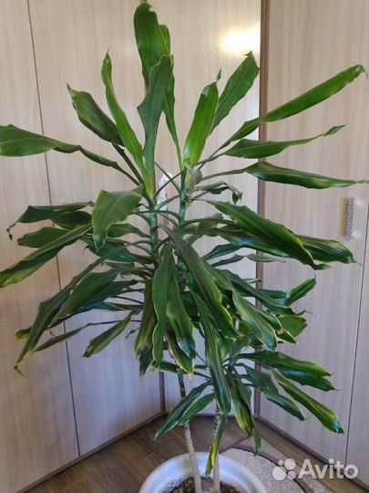 Драцена душистая