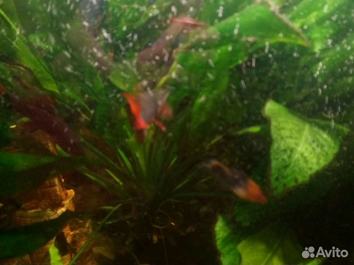 Эхинодорус