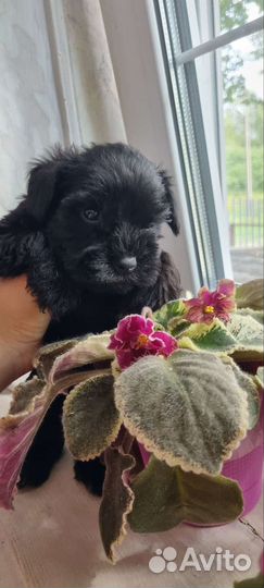 Цвергшнауцер щенок девочка