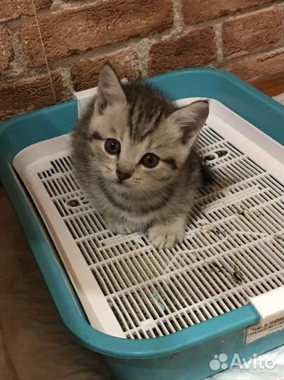 Отдам в добрые руки котенка