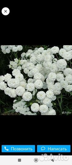 Тысячелистник жемчужница