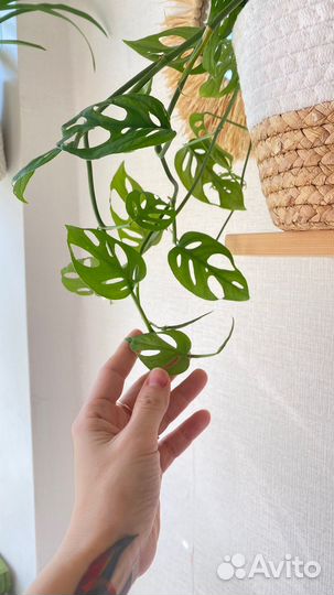 Монстера Манки Маск