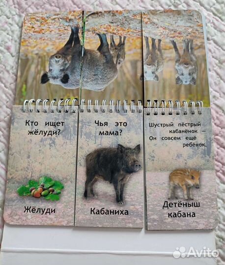 Развивающие карточки машины дикие животные книга