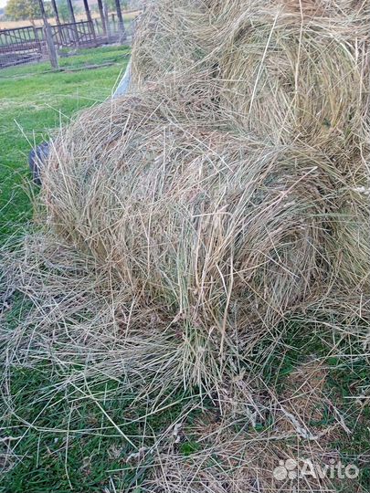 Продам сено в рулонах
