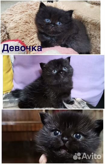 Британские котята
